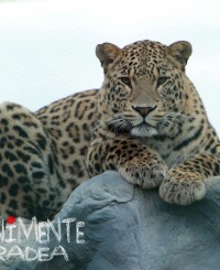Leopard Grădina Zoologică Oradea Evenimente Oradea Adoptă un animal