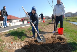 plantare pomi