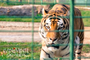 tigru zoo oradea