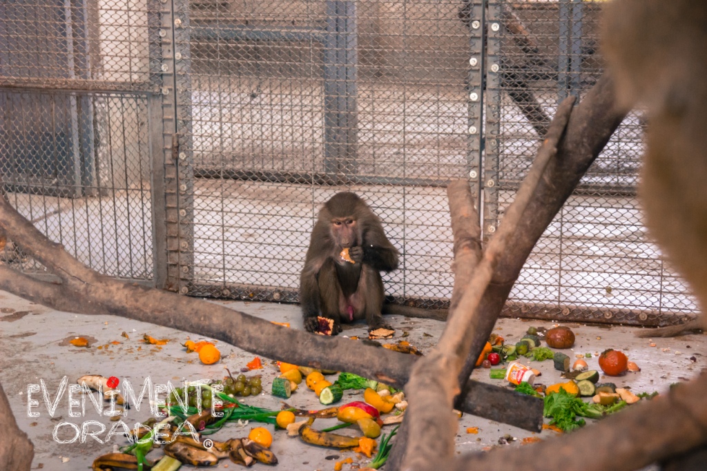 maimuta zoo oradea