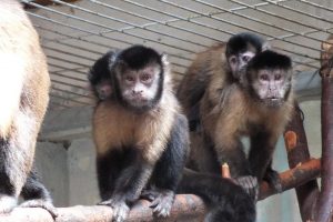 maimuta, Zoo Oradea